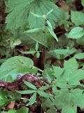 Cardamine bulbifera. Растение под пологом леса с луковичками в пазухах листьев. Польша, Беловежа, Беловежская пуща. 23.06.2009.