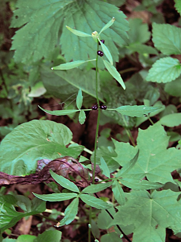 Image of Cardamine bulbifera specimen.