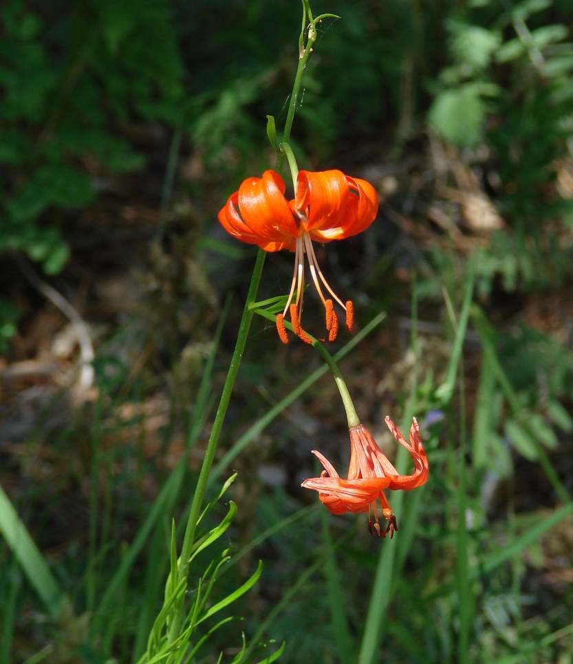 Изображение особи Lilium pumilum.