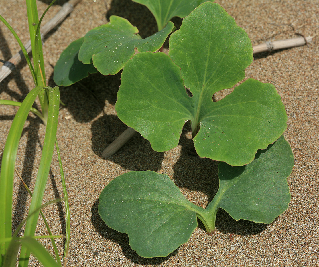 Image of Chorisis repens specimen.