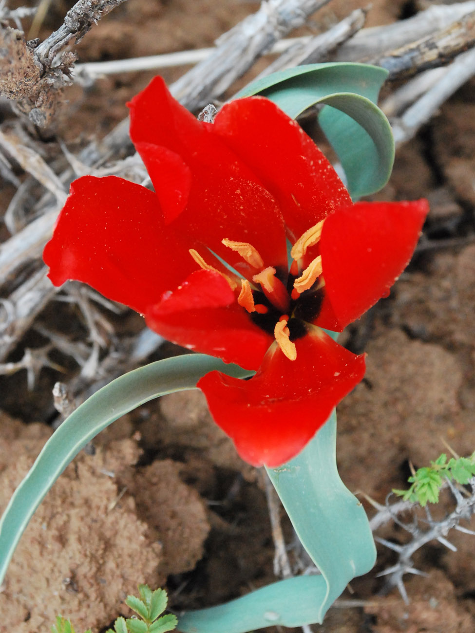Image of Tulipa korolkowii specimen.