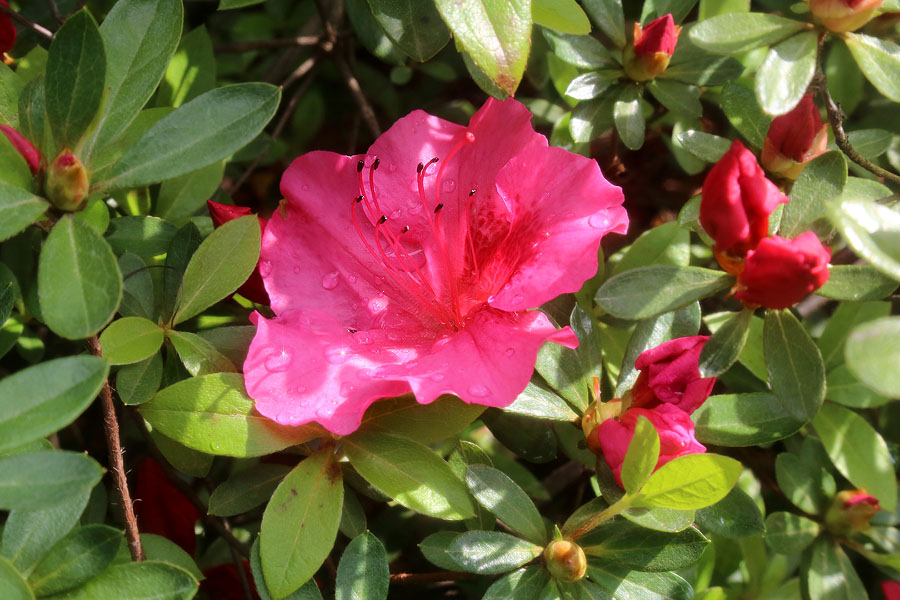 Изображение особи род Rhododendron.