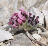 Anthyllis subspecies pulchella