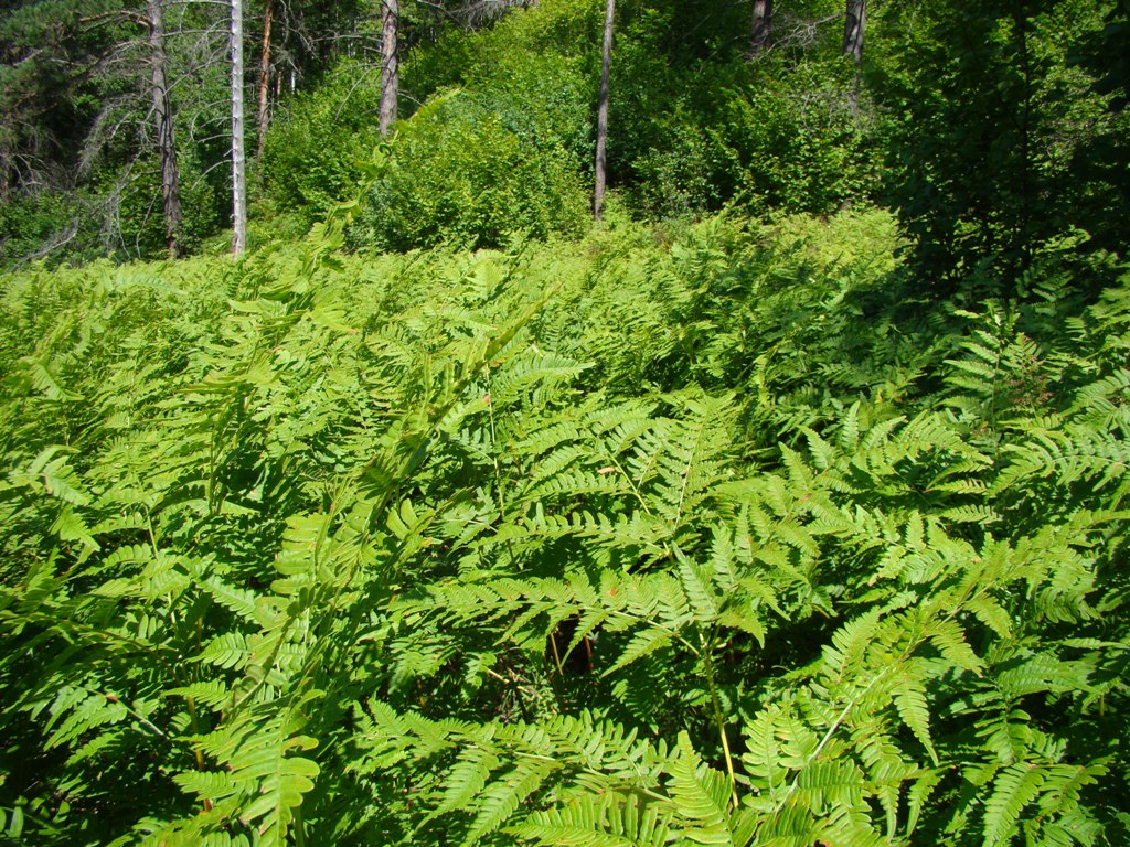 Image of Pteridium pinetorum specimen.