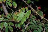 Calliandra haematocephala
