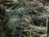 Usnea longissima