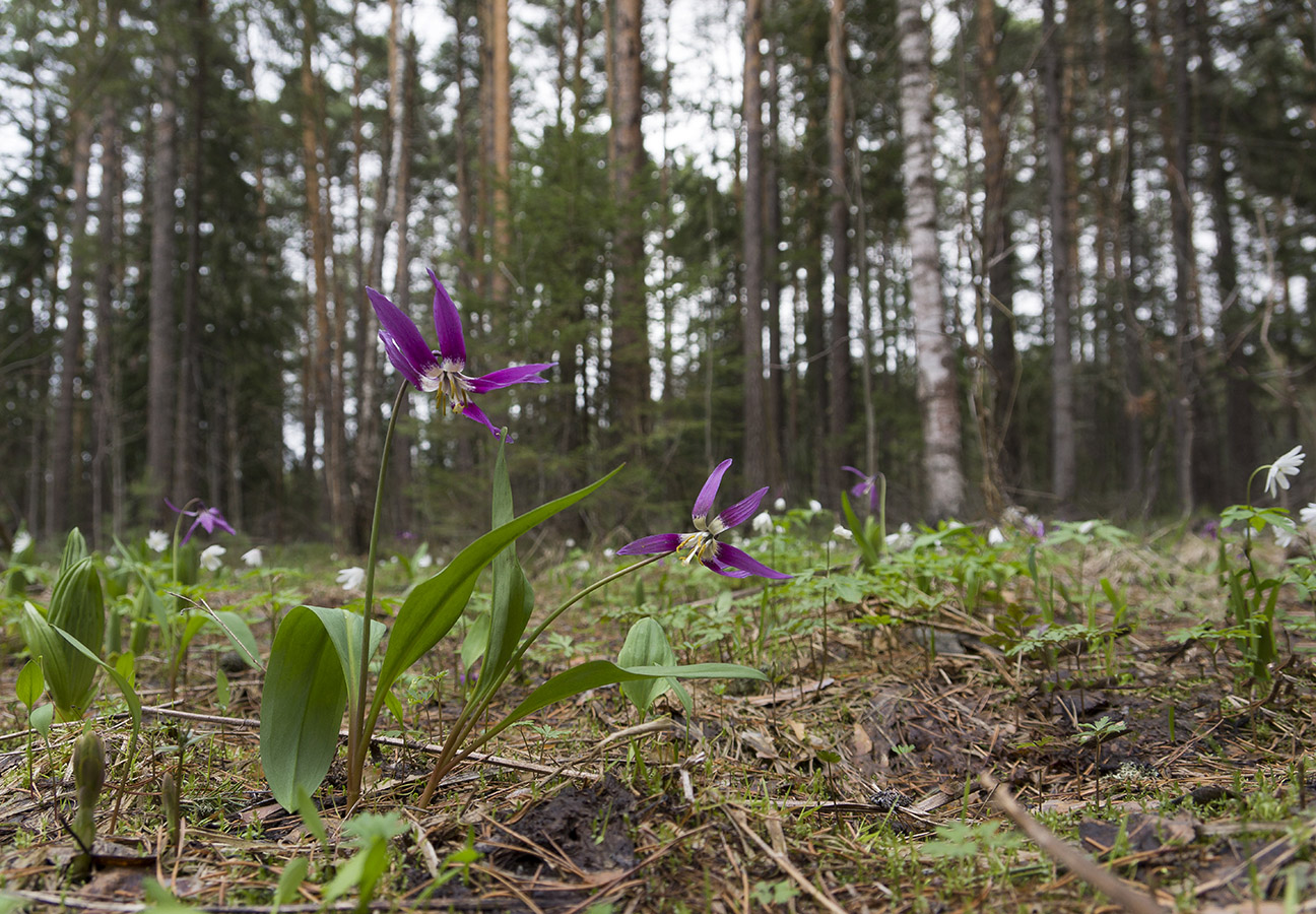 Image of Erythronium sibiricum specimen.