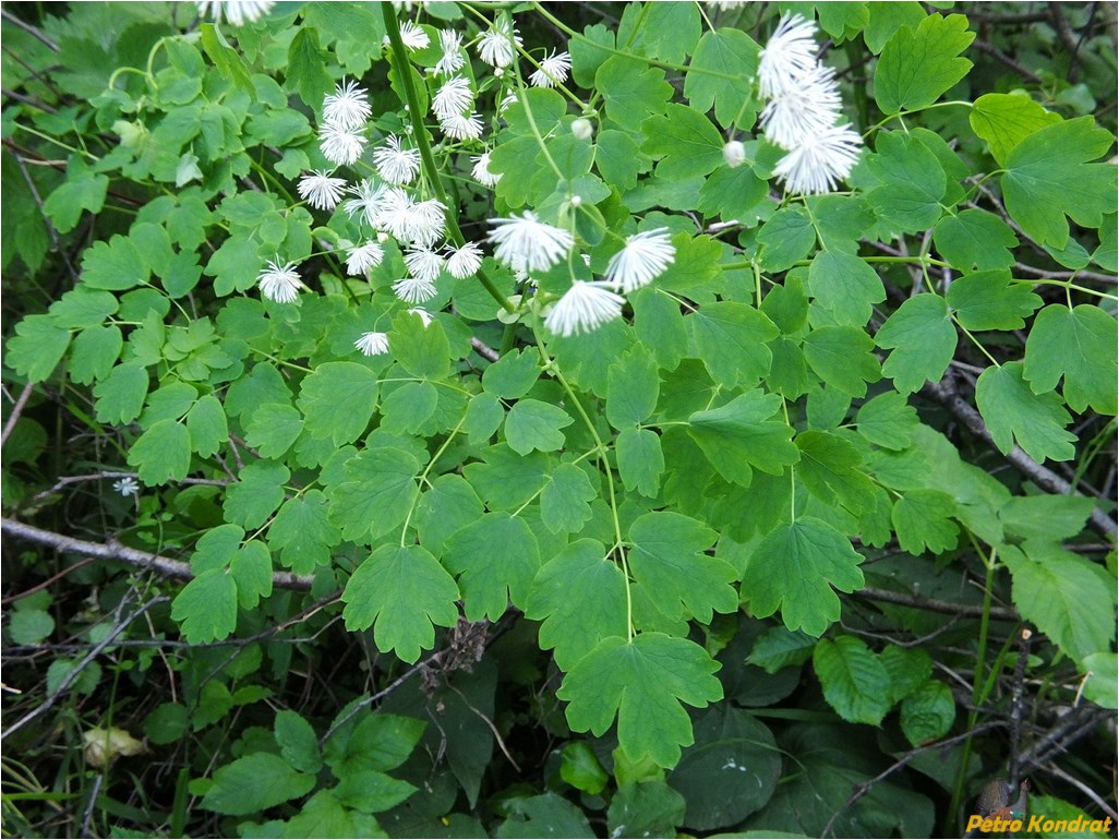 Изображение особи Thalictrum aquilegiifolium.