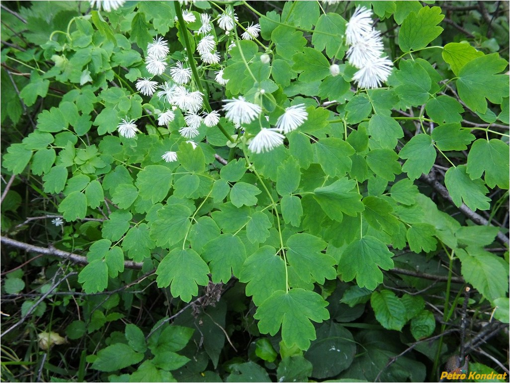 Image of Thalictrum aquilegiifolium specimen.