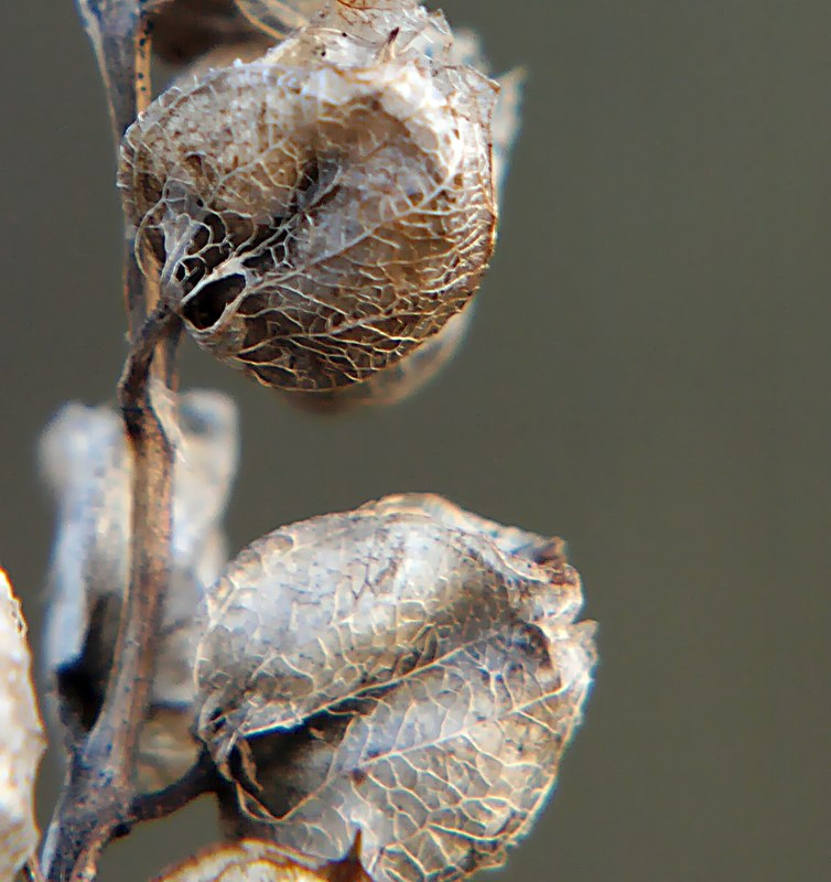 Image of genus Rhinanthus specimen.