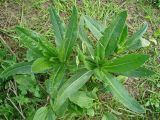 Cirsium setosum