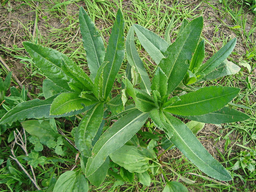 Изображение особи Cirsium setosum.