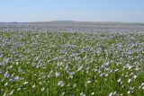 Linum usitatissimum