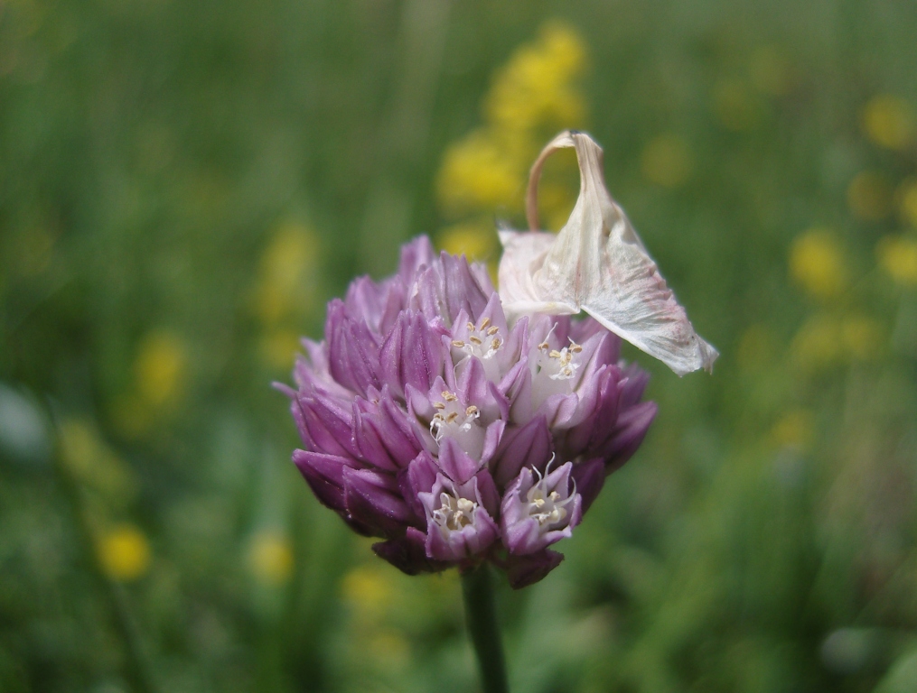 Image of Allium rotundum specimen.