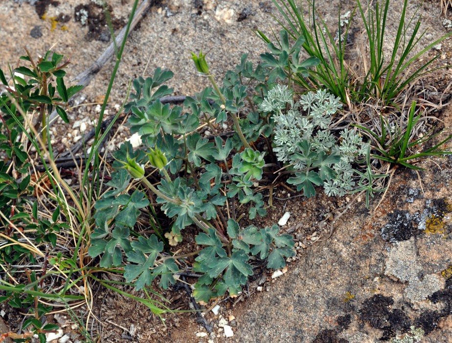 Изображение особи Aquilegia viridiflora.