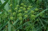 Heracleum sibiricum