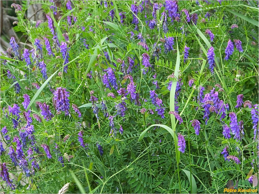 Image of Vicia cracca specimen.