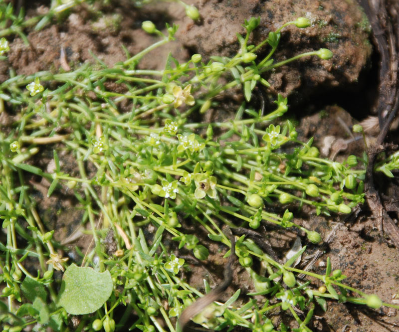 Image of Sagina procumbens specimen.