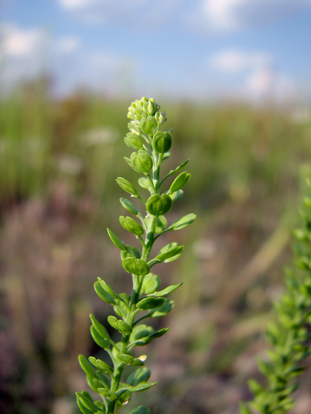 Image of Lepidium densiflorum specimen.