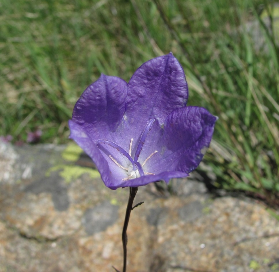 Изображение особи Campanula stevenii.