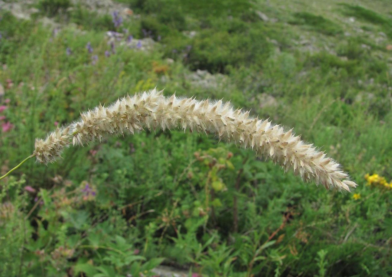 Image of Melica transsilvanica specimen.