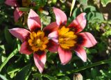 Romulea subfistulosa