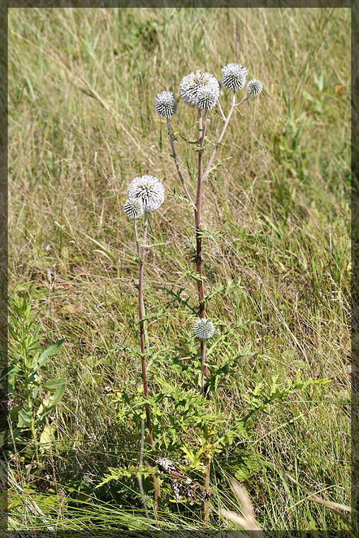 Изображение особи Echinops sphaerocephalus.