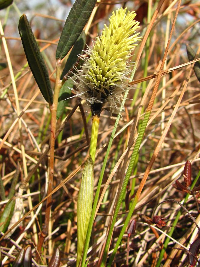 Изображение особи Eriophorum vaginatum.