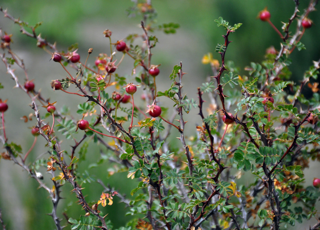 Image of Rosa ecae specimen.