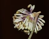 Hakea scoparia