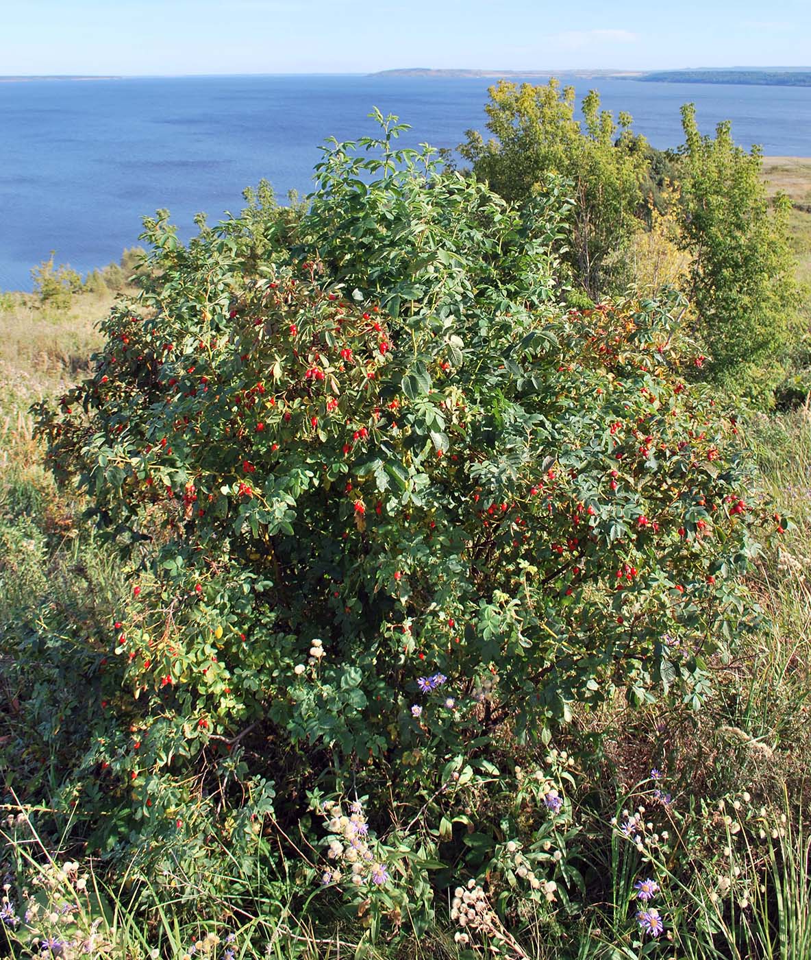 Image of Rosa cinnamomea specimen.