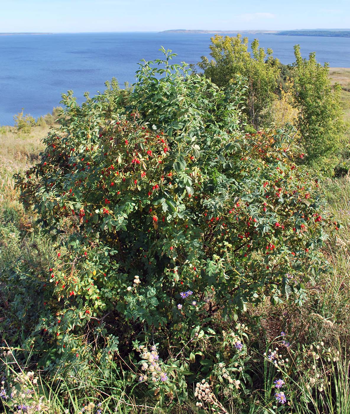 Изображение особи Rosa cinnamomea.