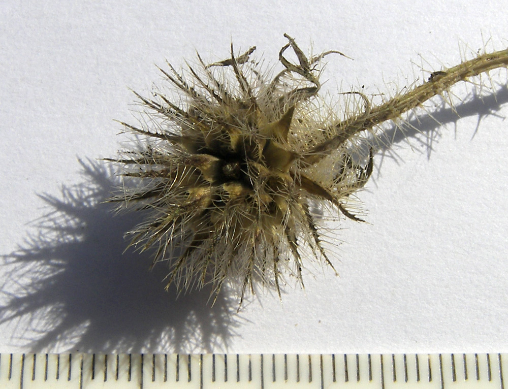 Image of Dipsacus pilosus specimen.
