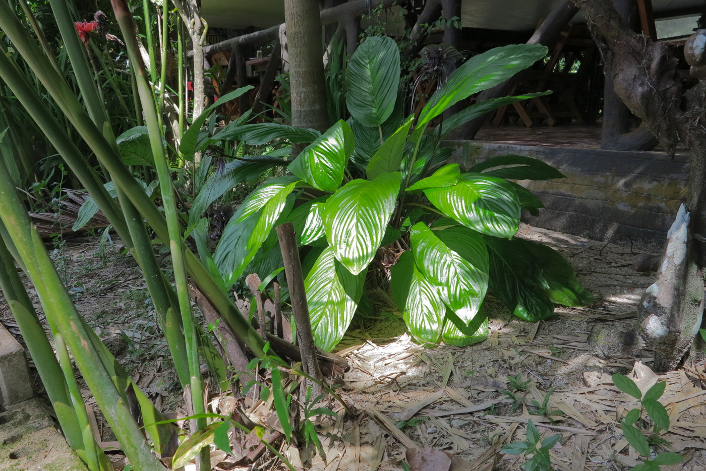 Image of Tacca chantrieri specimen.