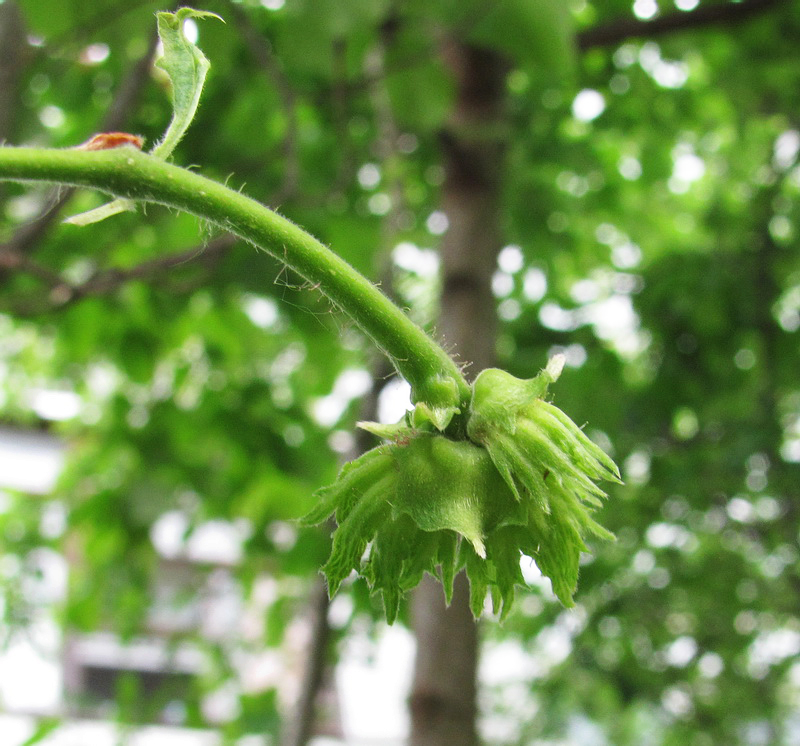 Image of Corylus avellana specimen.