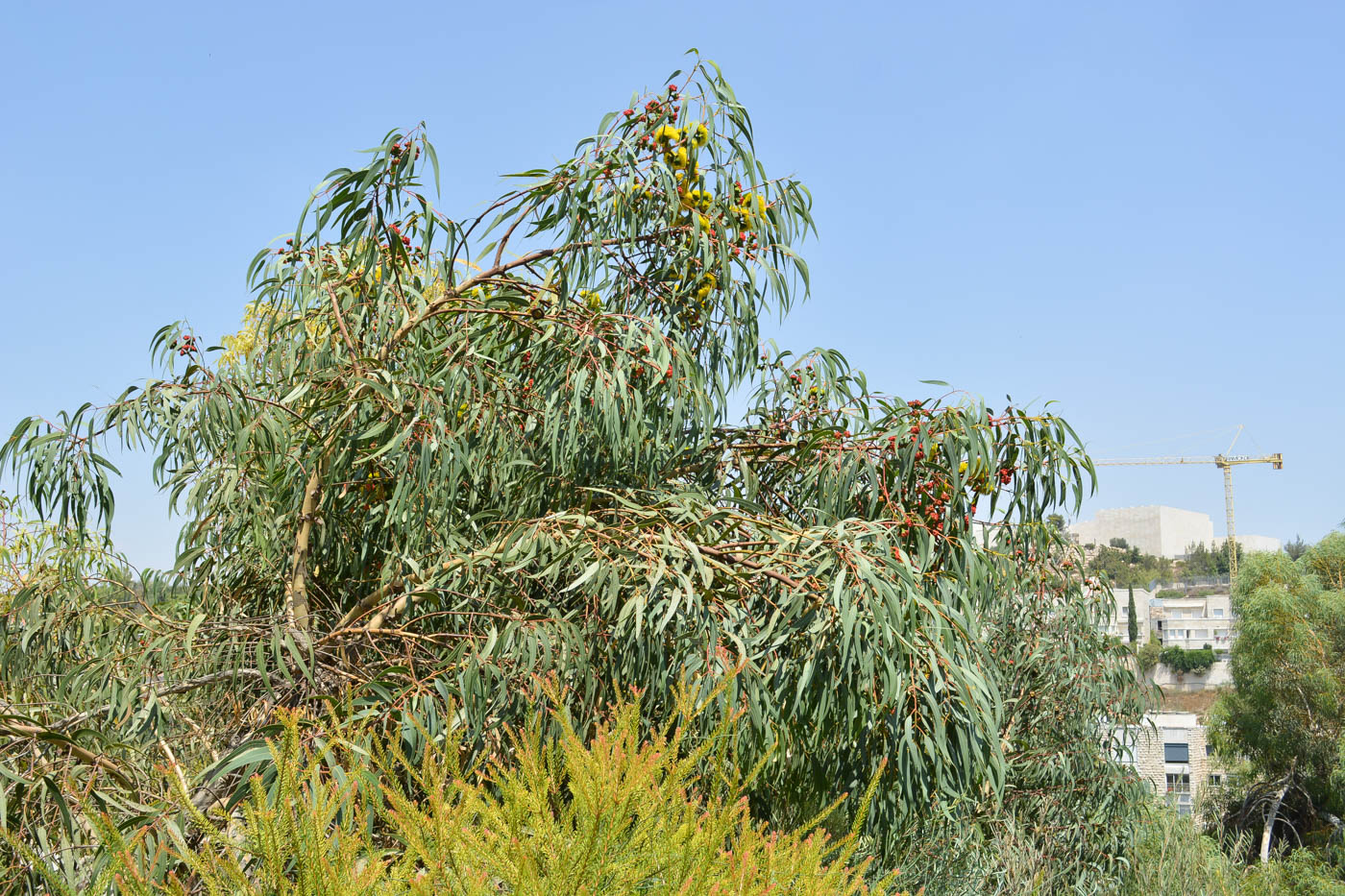 Image of Eucalyptus erythrocorys specimen.