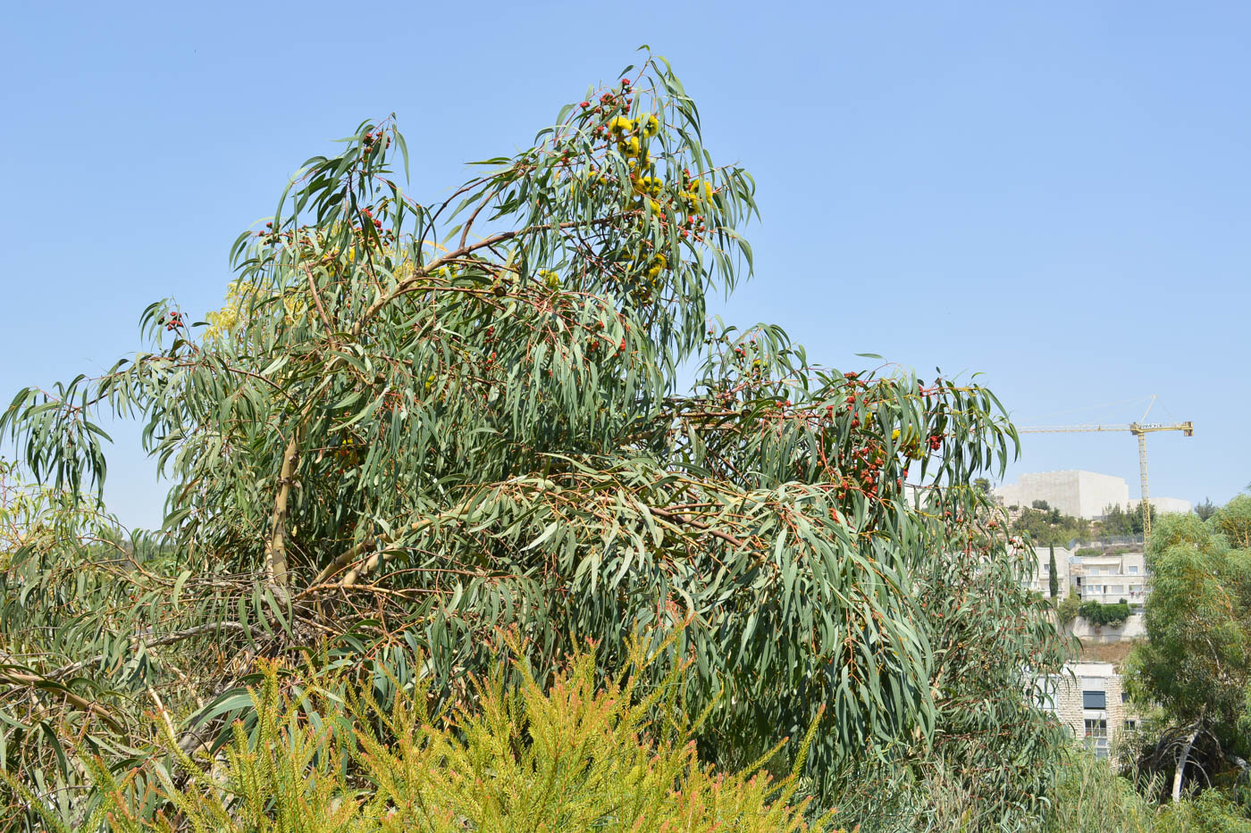 Изображение особи Eucalyptus erythrocorys.