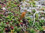 Diapensia obovata. Отцветшее растение (рядом видны четырехгранные побеги Cassiope lycopodioides). Камчатский край, Алеутский р-н, о-в Медный, гора Круглая, горная тундра. 02.08.2017.