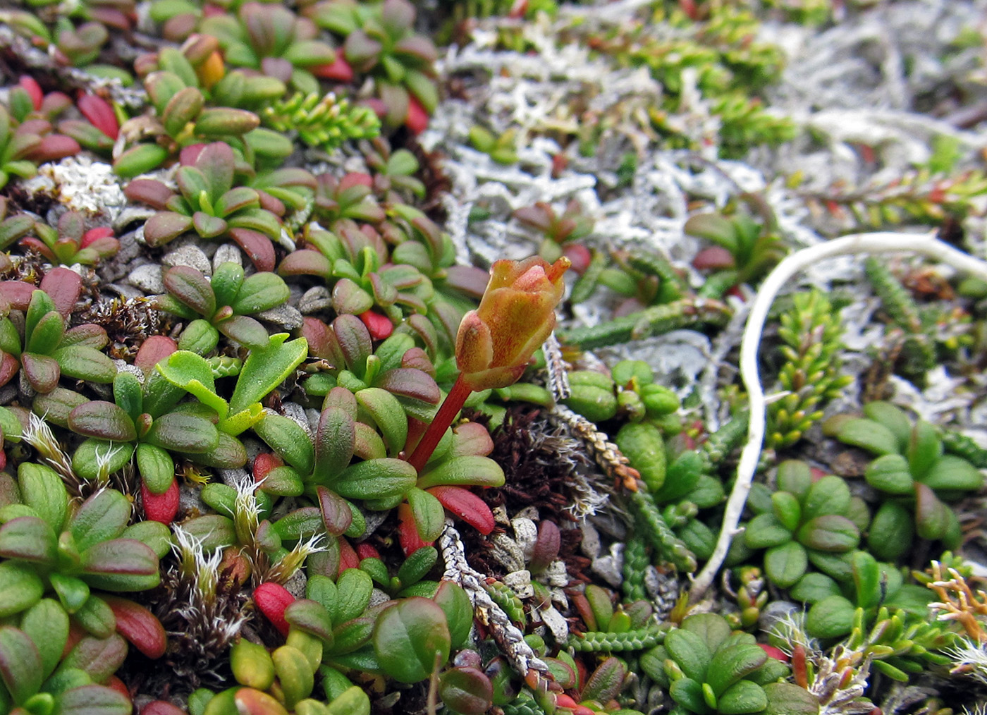 Image of Diapensia obovata specimen.