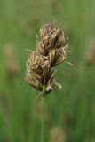 Carex divisa. Соцветие. Крым, Севастополь, окр. пос. Орловка, пойма р. Кача, влажная луговина. 09.05.2017.