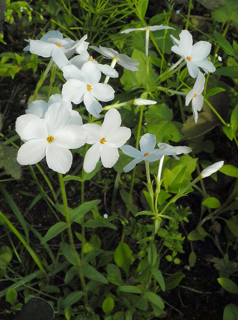 Изображение особи Phlox stolonifera.