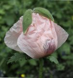 Papaver setiferum. Раскрывающийся цветок с неопавшими чашелистиками (розовоцветковый культивар). Мурманск, МАГУ, в культуре на клумбе. 24.07.2017.