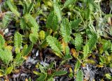 Dryas punctata