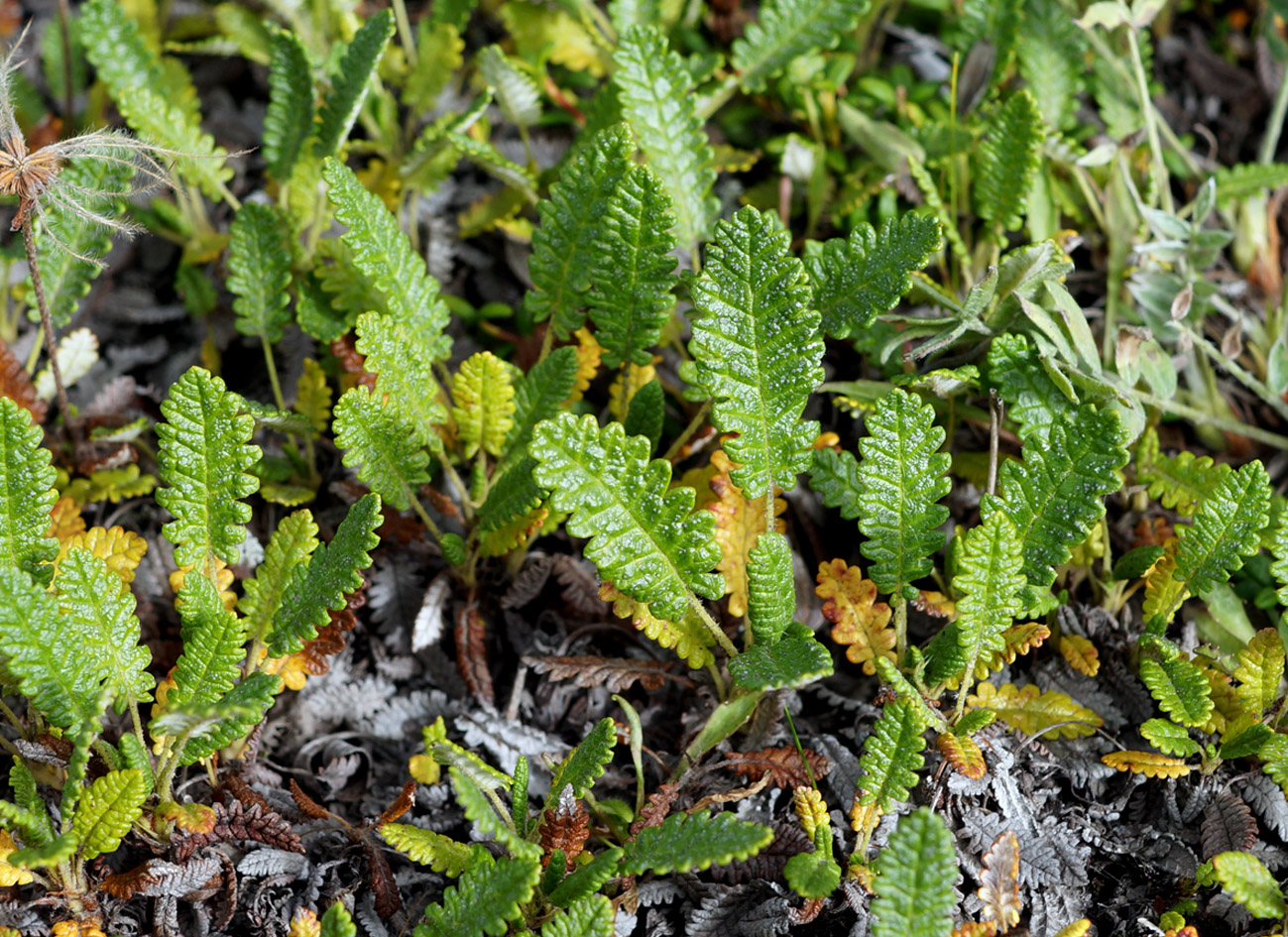 Изображение особи Dryas punctata.