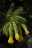 Onosma irritans