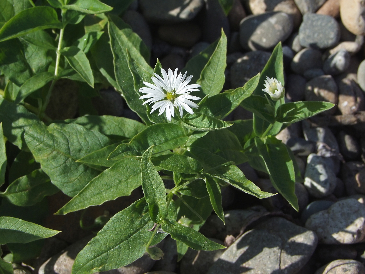 Изображение особи Fimbripetalum radians.