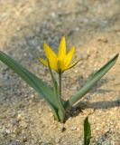 Tulipa dasystemon