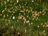 Eriophorum russeolum