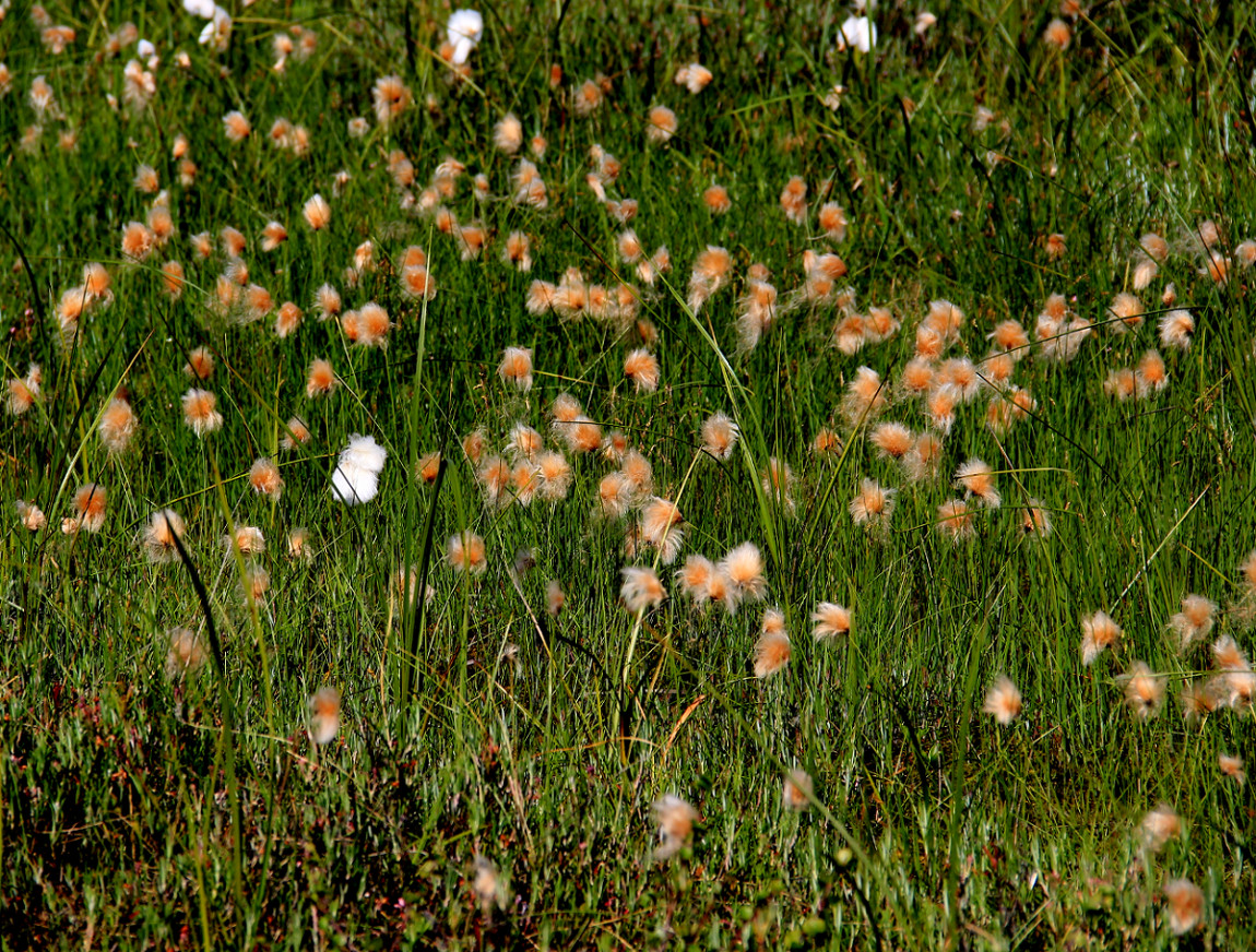 Изображение особи Eriophorum russeolum.