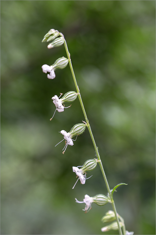 Image of Silene dichotoma specimen.